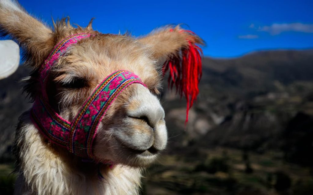 Llama-Peruana